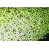 Wasserpflanze Lemna Aquarium Schwimmpflanze Nano