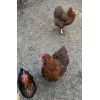 Nur noch heute - Drei Hühner abzugeben