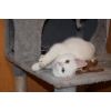 Kätzchen Linett aus dem Tierschutz sucht ein Zuhause