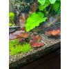 Nyphea rot/Roter Tiegerlotus