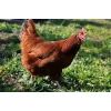 Rhodeländer legehennen,Hennen,Hühner mit Schutzimpfungen