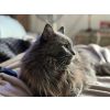 Maine Coon Kater 6 Jahre