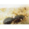 Pheidole sinica Ameisenkolonien