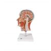 3B Scientific Menschliche Anatomie - Halber Kopf mit Muskulatur